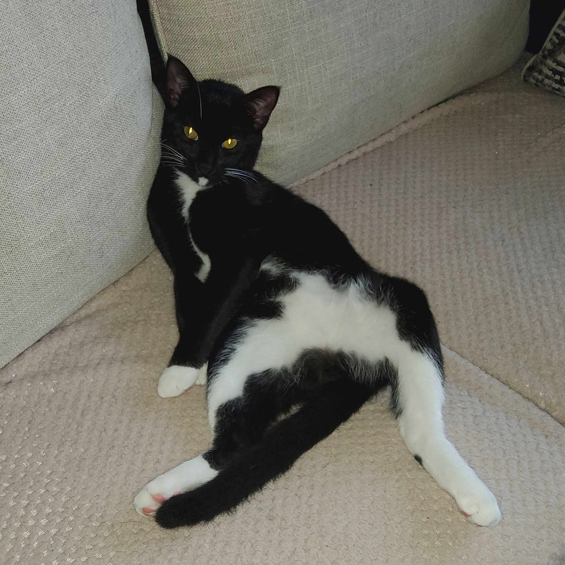 Toby is registered to the contest to win money with this photo: cat, tuxedo_cat, black_and_white, pet, indoor, couch, relaxed, feline, animal, fur, whiskers, yellow_eyes, paws, domestic_cat, resting, cute, cozy, carpet, home, curious