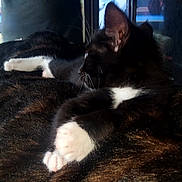 Toby is registered to the contest to win money with this photo: cat, kitten, black_and_white, paw, fur, resting, sleepy, indoor, close_up, animal, pet, whiskers, soft_light, relaxing, feline, cozy, cute, young, comfort, portrait