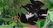 Toby is registered to the contest to win money with this photo: cat, black_and_white, whiskers, green_leaves, foliage, plant, nature, outdoor, animal, pet, resting, wood, branch, curious, eyes, leafy, hidden, relaxed, cozy