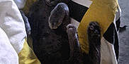 Captain joined the competition — help win amazing prizes! cat, sleeping, blanket, yellow, gray_cat, cozy, pet, animal, indoor, resting, paws, cute, feline, relaxed, soft, bed, comfort, fur, claws, nap