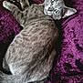 cat, kitten, gray_cat, pet, animal, feline, fur, whiskers, ears, eyes, blanket, purple, soft_texture, indoor, curious, lying_down, resting, cute, young_cat, cozy