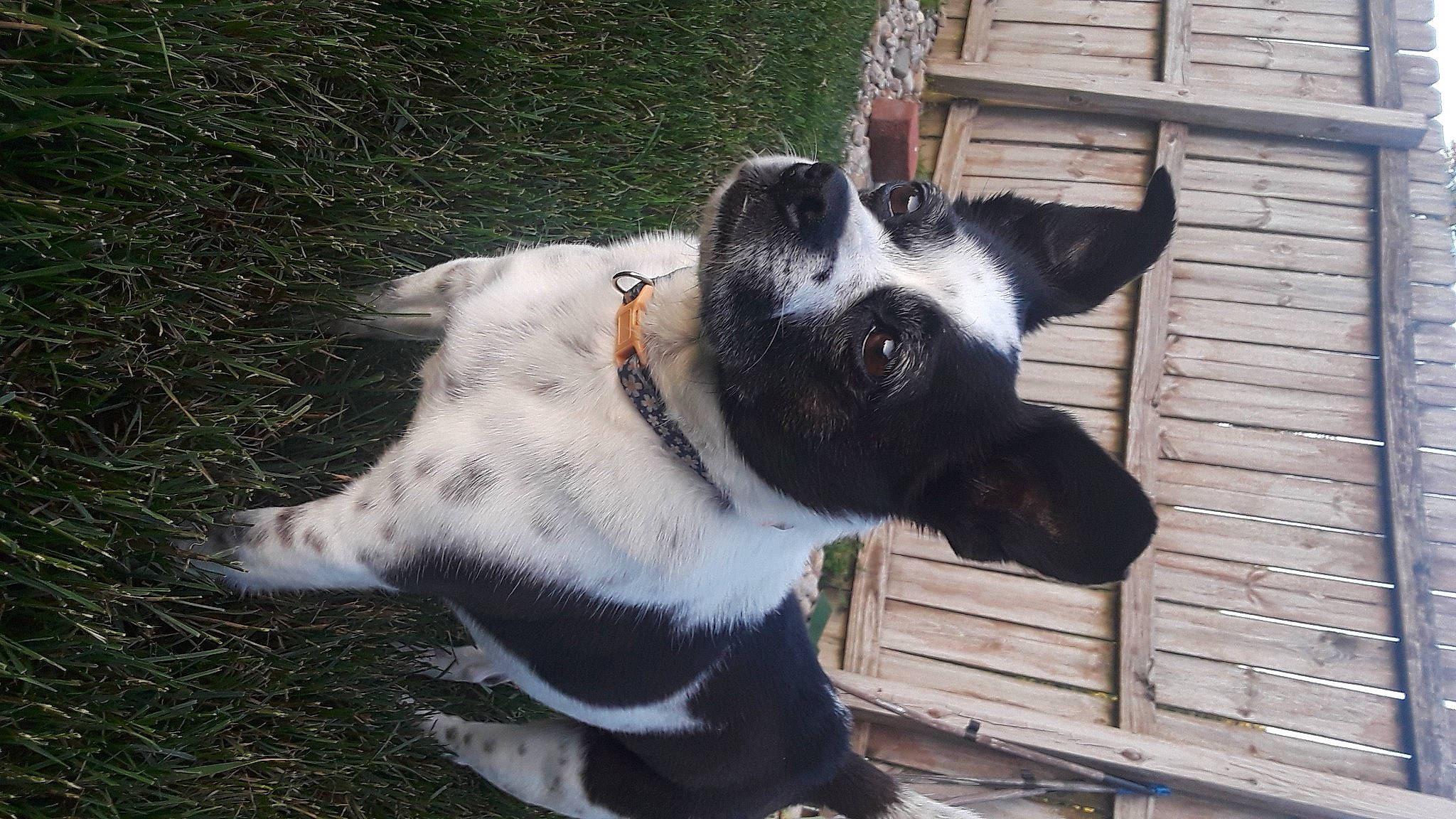 Emma is registered to the contest to win money with this photo: canidae, carmine, carnivore, collar, companion_dog, dog, dog_breed, dog_collar, felidae, fur, grass, herding_dog, small_to_medium_sized_cats, snout, sporting_group, tail, whiskers, window, working_animal, working_dog