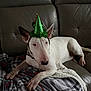 Aymee participe au concours pour gagner de l'argent avec cette photo : animal, animal_portrait, blanket, bull_terrier, canine, companion, cozy, dog, domestic_animal, festive, green_hat, holiday, indoor, leather_couch, party_hat, pet, plaid, relaxed, tinsel, white_dog