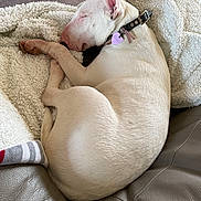 Aymee participe au concours pour gagner de l'argent avec cette photo : animal, blanket, bull_terrier, carpet, collar, couch, cozy, curled_up, dog, fur, furniture, indoor, leather, paw, pet, relaxed, resting, sleeping, soft_texture, tag