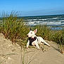 animal, beach, bull_terrier, canine, coast, daytime, dog, dune, grass, harness, nature, ocean, outdoor, pet, relaxed, sand, sky, summer, sunny, waves
