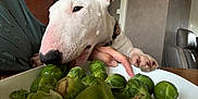 Aymee participe au concours pour gagner de l'argent avec cette photo : animal, brussels_sprouts, bull_terrier, close_up, collar, curious, dog, domestic, ear, food, green_vegetables, hand, indoor, paw, person, pet, plate, sniffing, table, wall