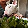 animal, brussels_sprouts, bull_terrier, close_up, collar, curious, dog, domestic, ear, food, green_vegetables, hand, indoor, paw, person, pet, plate, sniffing, table, wall