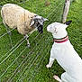 Aymee a rejoint le concours — aidez-le/la à gagner de superbes lots ! animal, collar, curious, dog, ears, farm, fence, grass, greenery, meeting, muzzle, nature, nose_to_nose, outdoor, pasture, pet, sheep, white_dog, wire_fence, wool