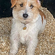 Sweeney Todd a rejoint le concours — aidez-le/la à gagner de superbes lots ! dog, scruffy, brown_and_white, pet, wood_shavings, fur, collar, animal, cute, sitting, attentive, ears, nose, eyes, portrait, outdoor, canine, companion, furry, friendly
