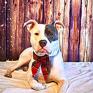 Angel is registered to the contest to win money with this photo: dog, bow_tie, white_blanket, wooden_background, indoor, portrait, pet, animal, canine, relaxed, decor, festive, plaid, cute, lying_down, close_up, studio_lighting, cozy, brown, white