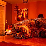 Rimelle a rejoint le concours — aidez-le/la à gagner de superbes lots ! cat, tabby_cat, indoor, table, wooden_table, painting, horse_painting, lamp, warm_lighting, orange_tone, furniture, whiskers, fur, pet, relaxed, curious, close_up, animal, home, cozy