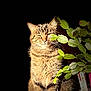 Rimelle a rejoint le concours — aidez-le/la à gagner de superbes lots ! cat, tabby, plant, green_leaves, indoor, pet, feline, closeup, portrait, animal, fluffy, whiskers, sitting, sunlight, shadow, nature, domestic_cat, cute, relaxed, fur