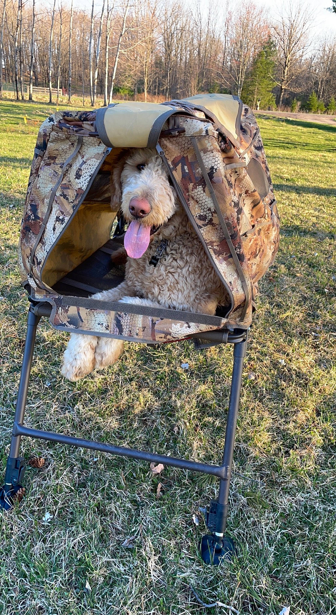 Scooby joined the competition — help win amazing prizes! automotive_exterior, beak, camping, canidae, chair, folding_chair, grass, grassland, landscape, military_camouflage, motor_vehicle, plant, recreation, soil, sporting_group, tent, tree, wood, working_animal