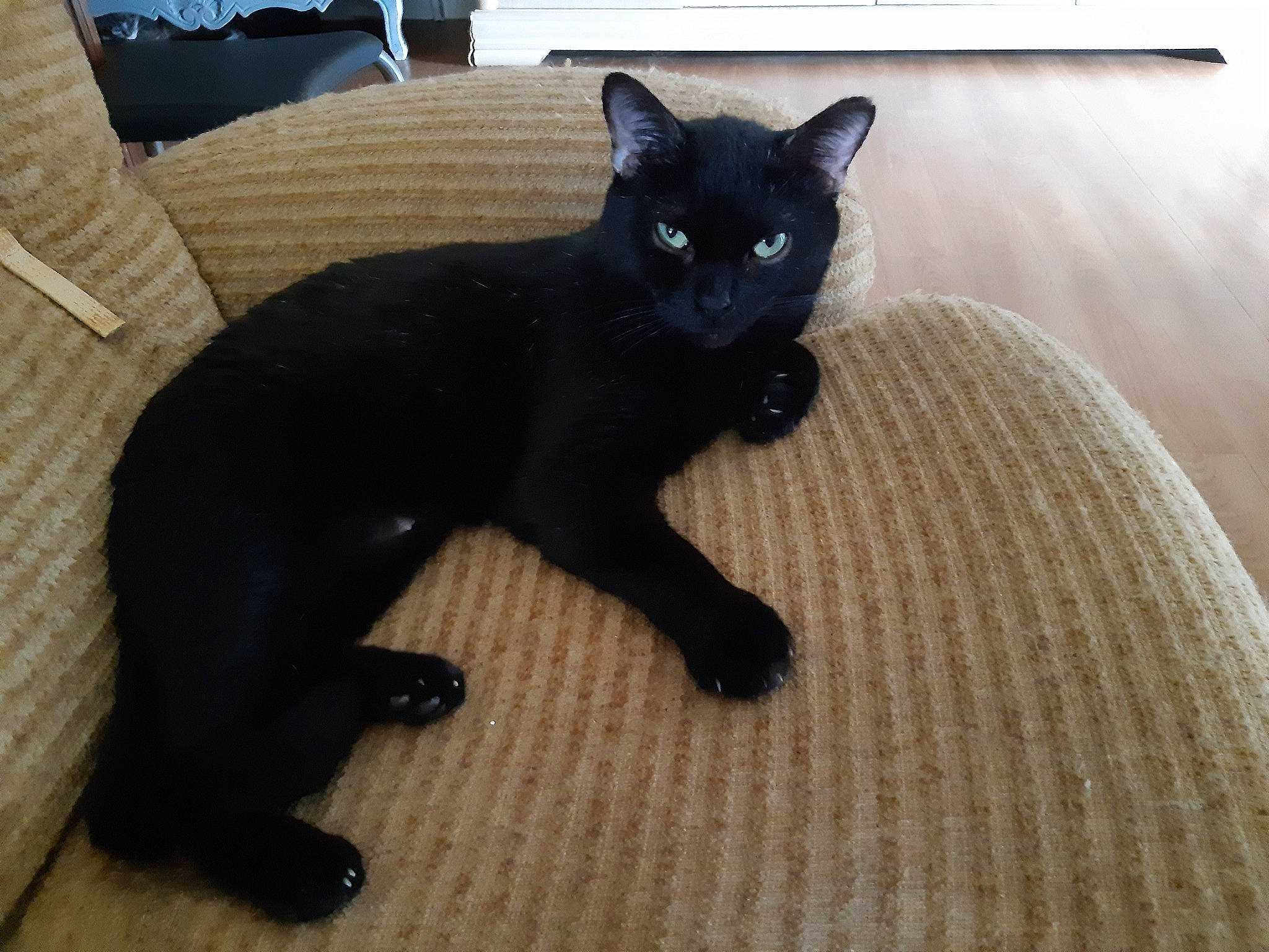 Lugi participe au concours pour gagner de l'argent avec cette photo : asian, black, black_cat, bombay, burmese, carnivore, cat, domestic_short_haired_cat, felidae, mammal, polydactyl_cat, small_to_medium_sized_cats, tail, vertebrate, whiskers