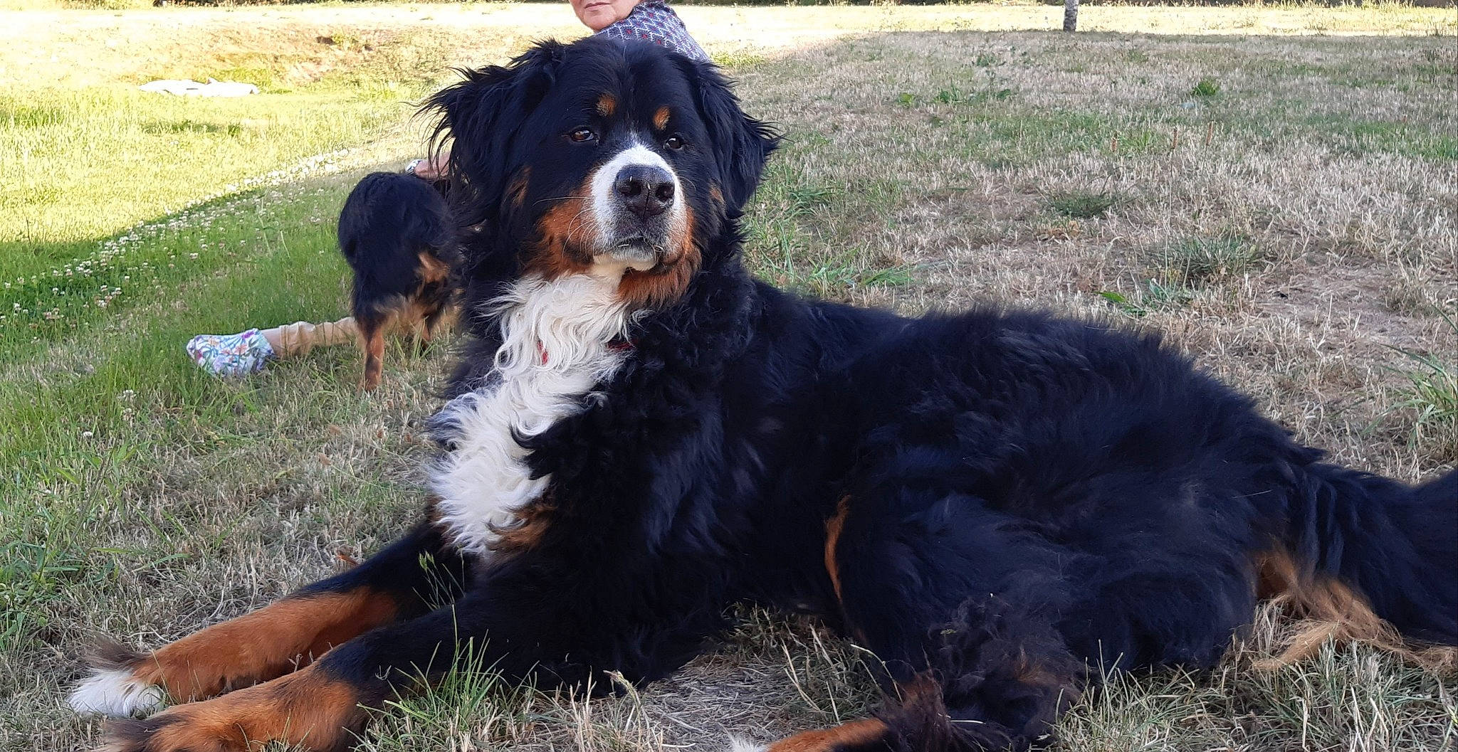 Hindy participe au concours pour gagner de l'argent avec cette photo : ancient_dog_breeds, bernese_mountain_dog, canidae, carnivore, companion_dog, dog, dog_breed, english_shepherd, giant_dog_breed, mammal, rare_breed_dog, snout, sporting_group, st_bernard, vertebrate