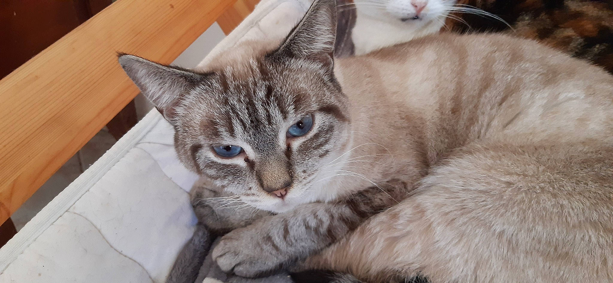 Vulcain Jr participe au concours pour gagner de l'argent avec cette photo : carnivore, cat, cat_supply, claw, comfort, domestic_short_haired_cat, felidae, fur, nap, paw, small_to_medium_sized_cats, snout, tree, whiskers, window