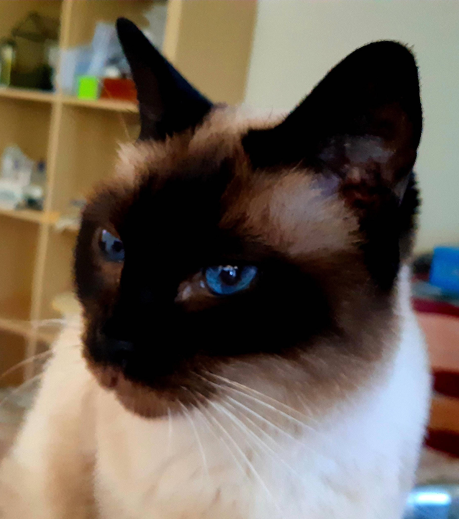 Gipsy participe au concours pour gagner de l'argent avec cette photo : balinese, birman, carnivore, cat, ear, eye, felidae, himalayan, iris, javanese, mammal, ojos_azules, siamese, small_to_medium_sized_cats, snout, snowshoe, thai, tonkinese, vertebrate, whiskers