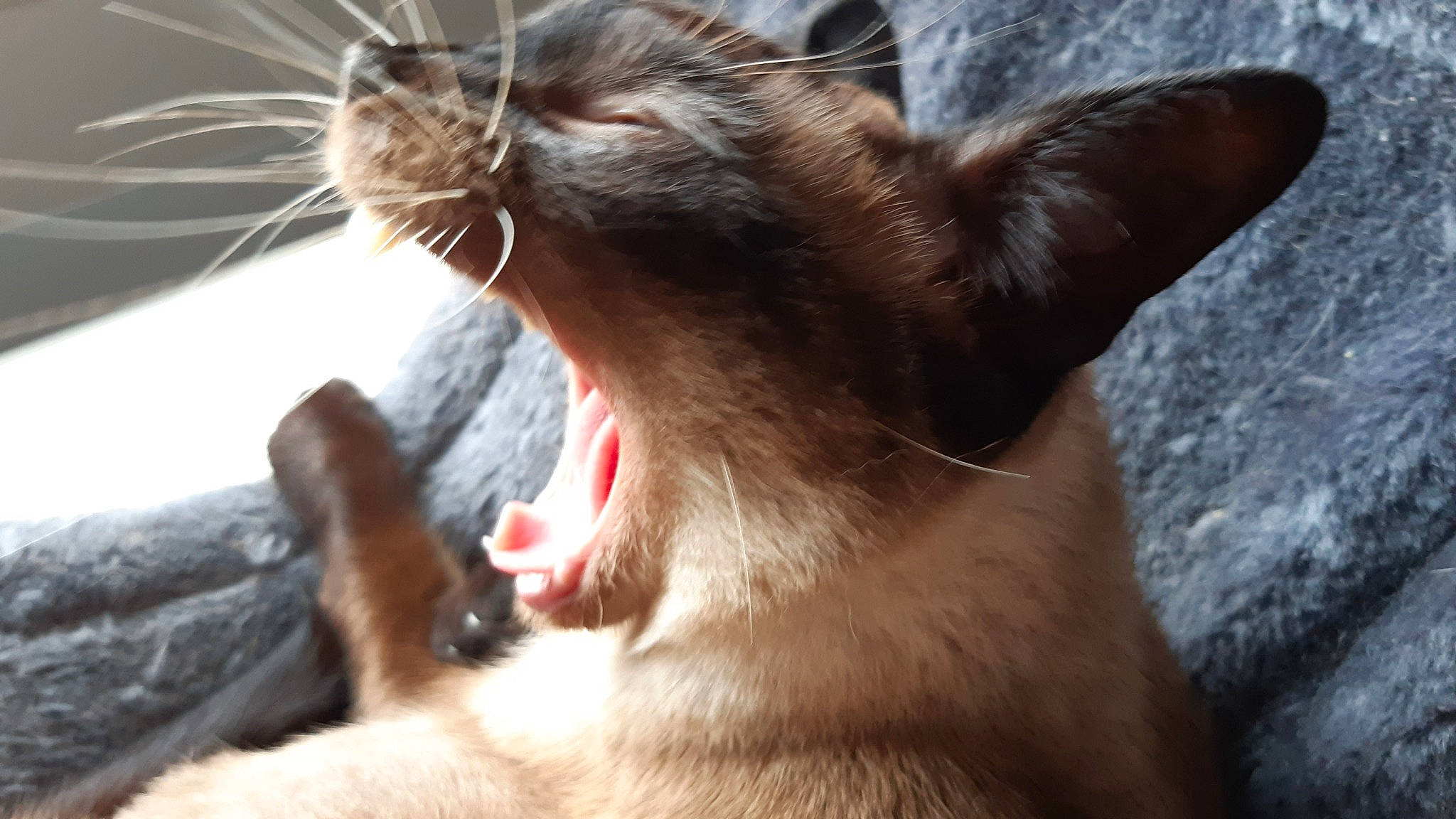 Lily participe au concours pour gagner de l'argent avec cette photo : carnivore, cat, claw, close_up, domestic_short_haired_cat, fang, felidae, fur, gesture, paw, roar, small_to_medium_sized_cats, snout, tail, terrestrial_animal, tooth, whiskers, wildlife, window, yawn