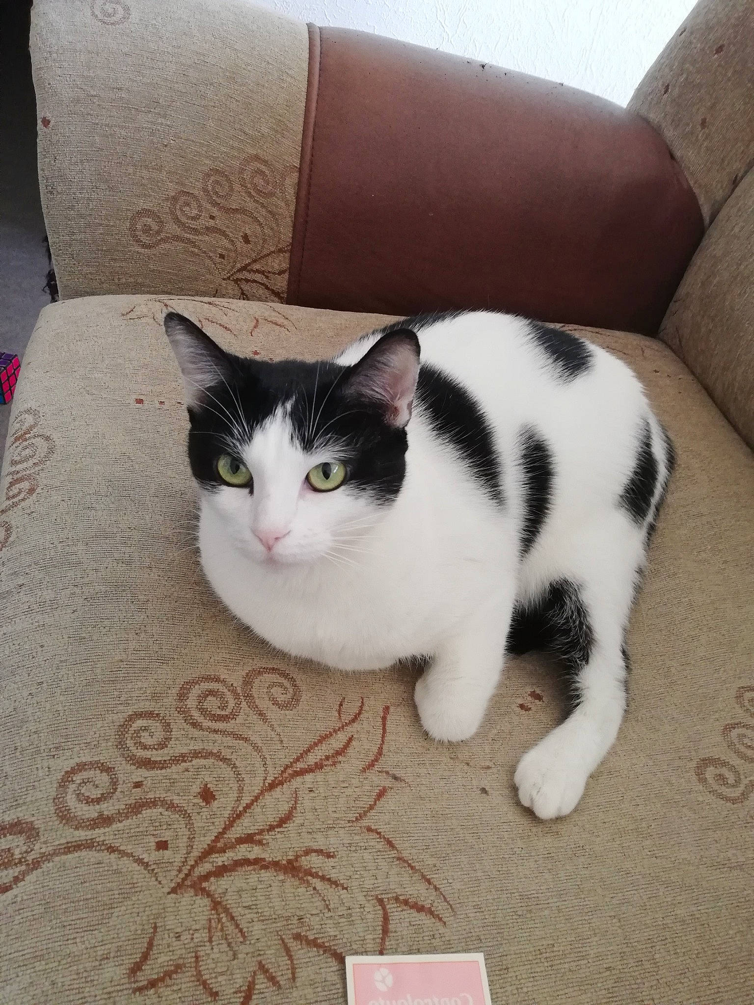 Minzy participe au concours pour gagner de l'argent avec cette photo : aegean_cat, american_wirehair, carnivore, cat, domestic_short_haired_cat, european_shorthair, felidae, kitten, mammal, polydactyl_cat, small_to_medium_sized_cats, tail, whiskers