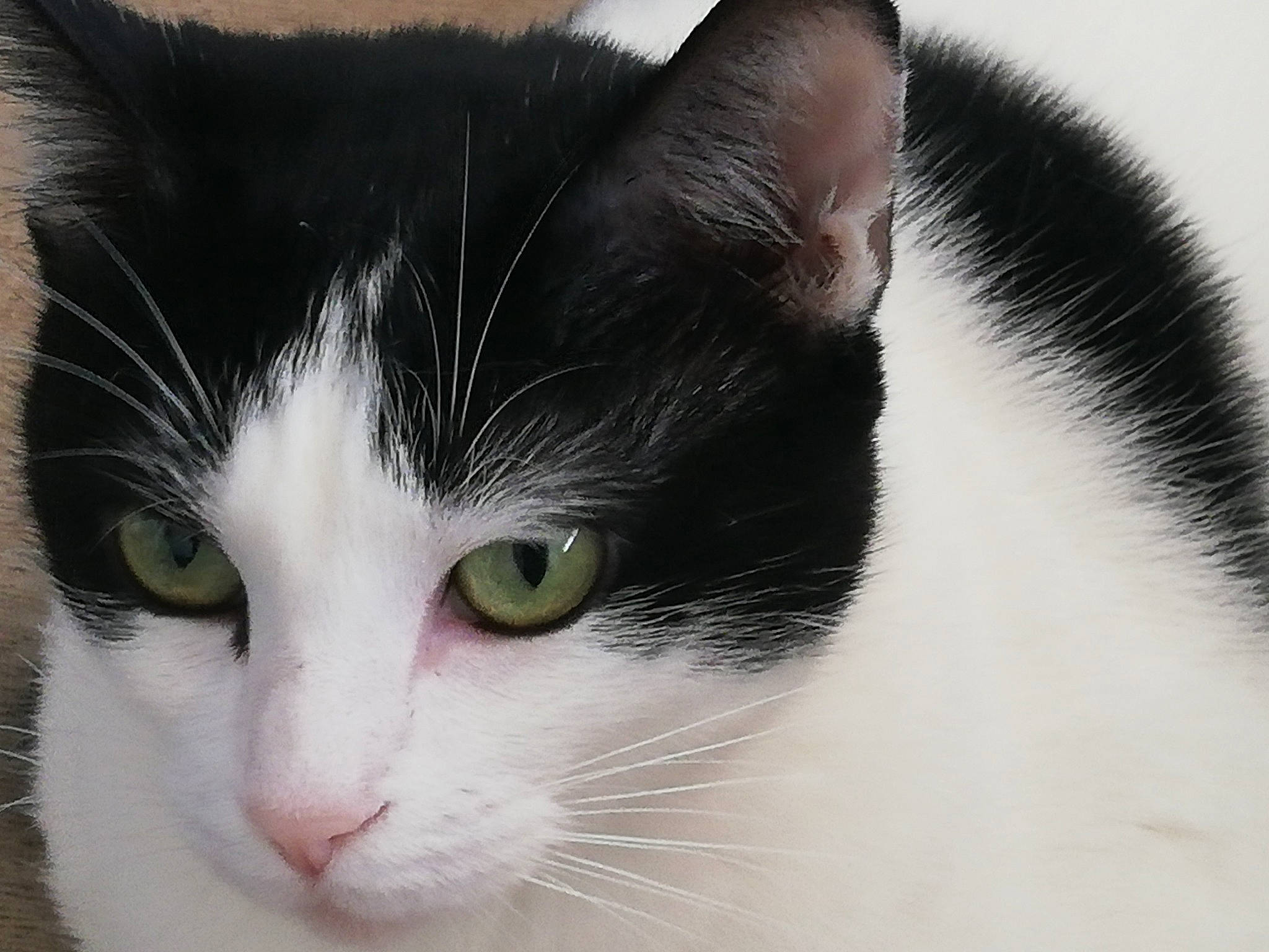 Minzy participe au concours pour gagner de l'argent avec cette photo : aegean_cat, american_wirehair, black_and_white, carnivore, cat, close_up, domestic_short_haired_cat, ear, eye, felidae, fur, iris, mammal, nose, organ, small_to_medium_sized_cats, snout, vertebrate, whiskers, white