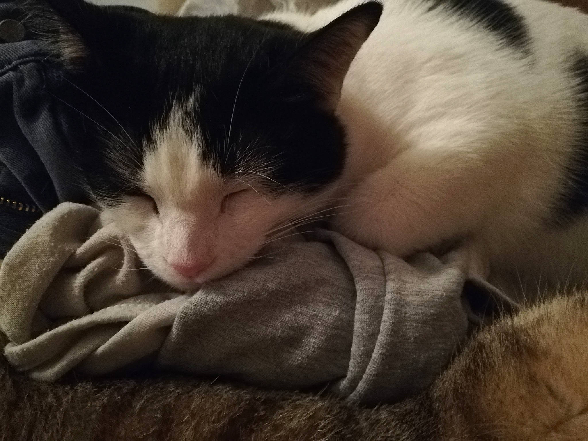 Minzy participe au concours pour gagner de l'argent avec cette photo : black_and_white, carnivore, cat, domestic_short_haired_cat, felidae, fur, kitten, nap, nose, paw, polydactyl_cat, sleep, small_to_medium_sized_cats, snout, whiskers