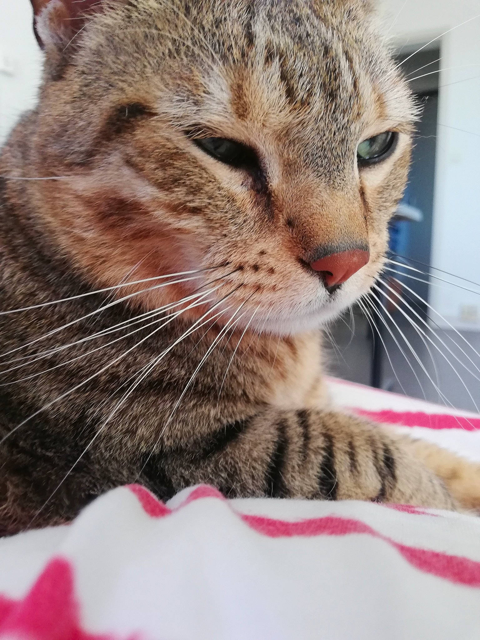 Jackpot a rejoint le concours — aidez-le/la à gagner de superbes lots ! aegean_cat, american_shorthair, asian, california_spangled, carnivore, cat, close_up, domestic_short_haired_cat, dragon_li, european_shorthair, felidae, fur, kitten, mammal, pixie_bob, small_to_medium_sized_cats, snout, tabby_cat, vertebrate, whiskers