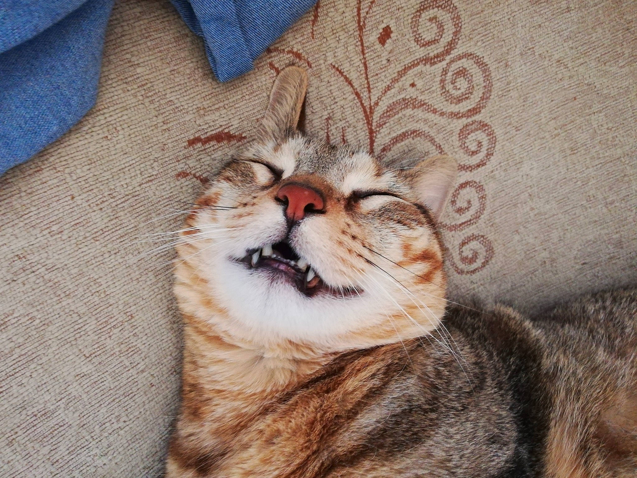 Jackpot participe au concours pour gagner de l'argent avec cette photo : aegean_cat, american_shorthair, american_wirehair, asian, australian_mist, carnivore, cat, domestic_short_haired_cat, dragon_li, european_shorthair, eye, felidae, fur, mammal, paw, pixie_bob, small_to_medium_sized_cats, snout, tabby_cat, whiskers