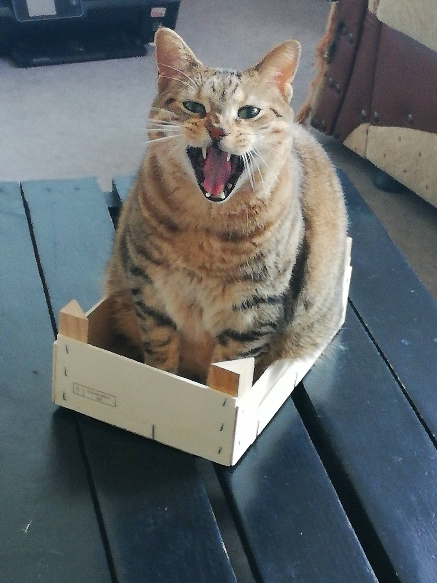 Jackpot participe au concours pour gagner de l'argent avec cette photo : aegean_cat, asian, box, california_spangled, carnivore, cat, chausie, domestic_short_haired_cat, dragon_li, egyptian_mau, european_shorthair, facial_expression, felidae, kitten, mammal, ocicat, small_to_medium_sized_cats, tabby_cat, whiskers, yawn