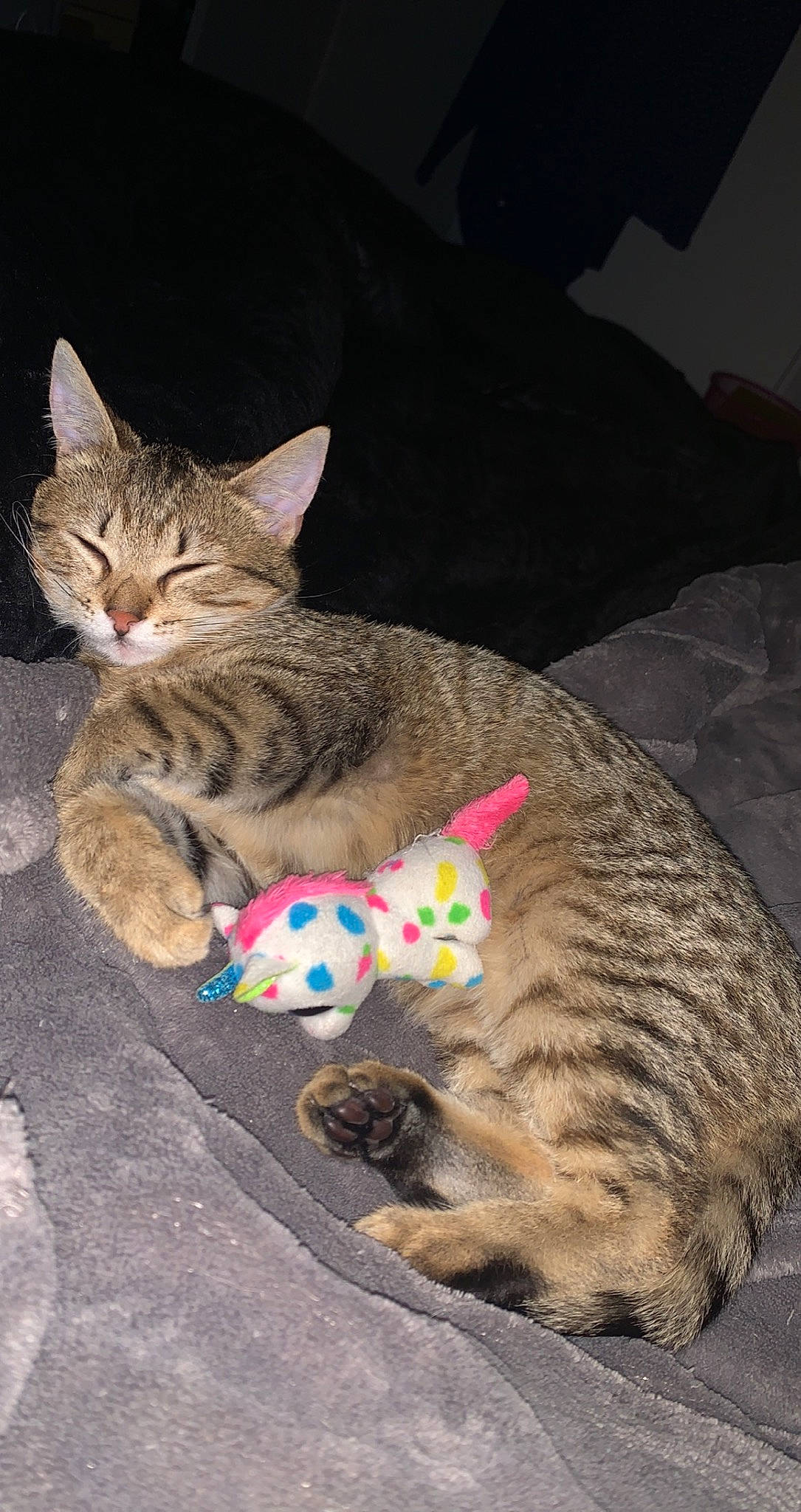 Tricky participe au concours pour gagner de l'argent avec cette photo : carnivore, cat, cat_toy, claw, comfort, domestic_short_haired_cat, fawn, felidae, foot, fur, grass, paw, sand, sitting, small_to_medium_sized_cats, snout, tail, terrestrial_animal, tree, whiskers