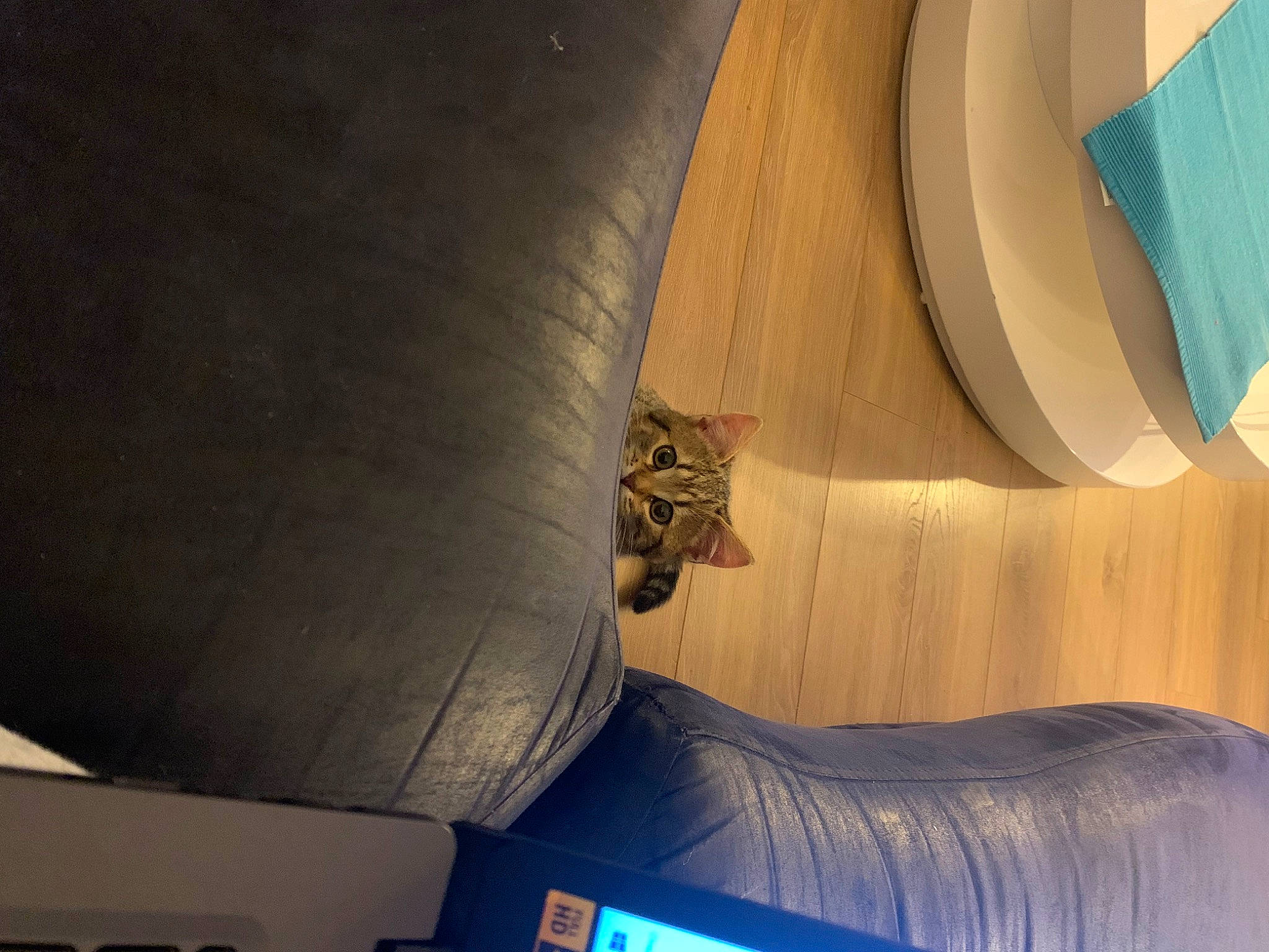 Tricky a rejoint le concours — aidez-le/la à gagner de superbes lots ! aircraft, armrest, auto_part, automotive_tire, cat, ceiling, circle, comfort, electric_blue, felidae, flooring, human_leg, inflatable, line, pipe, room, space, thigh, tints_and_shades, wood