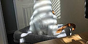 Ophelia is registered to the contest to win money with this photo: blinds, cat, cat_bed, cozy, door, doorknob, fur, indoor, looking_up, orange_white_cat, pet, portrait, shadow, sitting, striped_shadow, sunbeams, sunlight, table, wall, whiskers