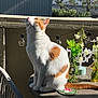 cat, orange_and_white_cat, feline, pet, sitting, balcony, potted_plants, flowers, string_lights, table, chair, sunlight, shadow, whiskers, tail, vase, coaster, looking_up, outdoor_decor, domestic