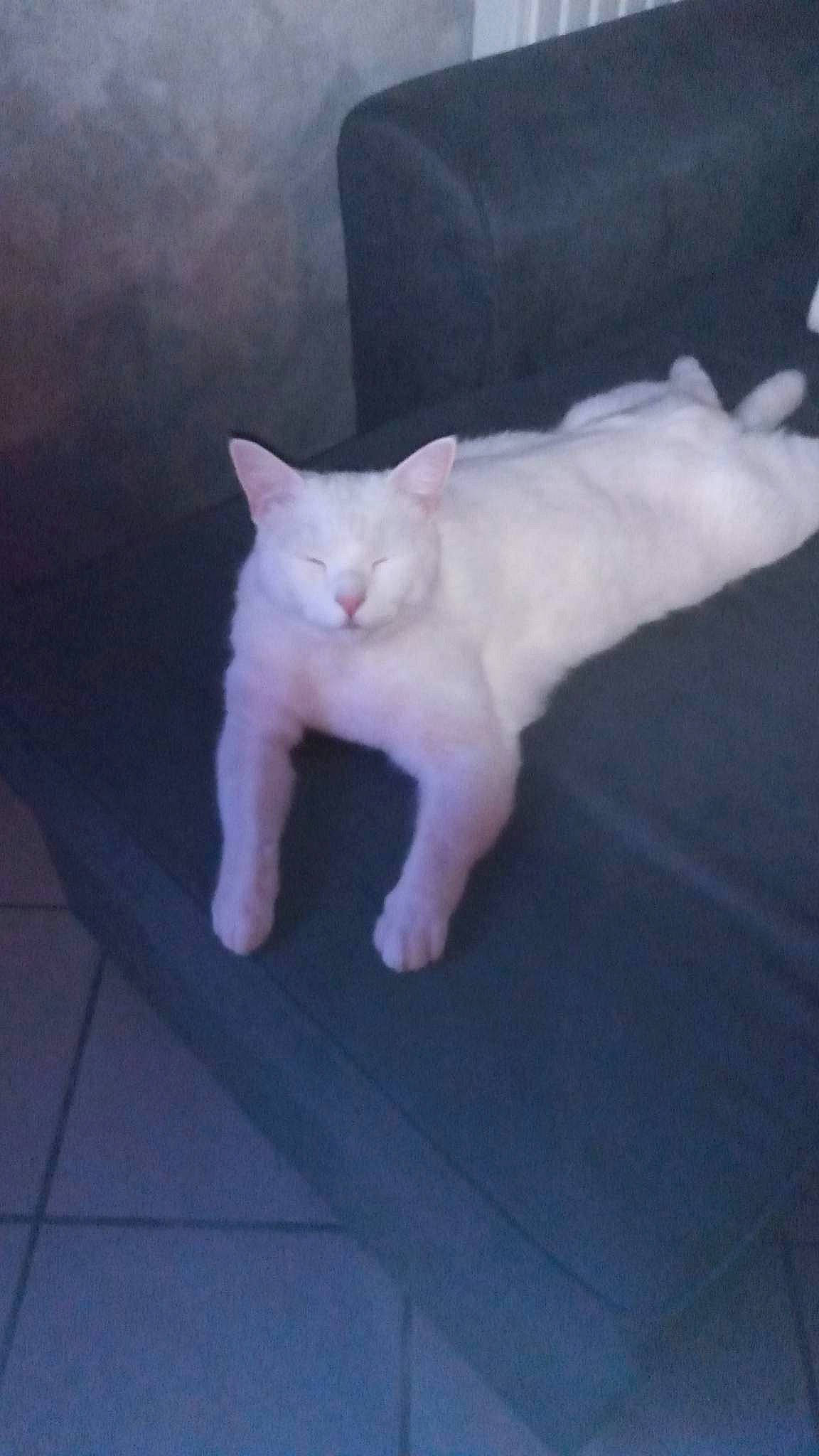 Moumoune a rejoint le concours — aidez-le/la à gagner de superbes lots ! carnivore, cat, claw, comfort, domestic_short_haired_cat, eye, fawn, felidae, foot, fur, head, human_leg, lap, leg, paw, sitting, small_to_medium_sized_cats, snout, tail, whiskers