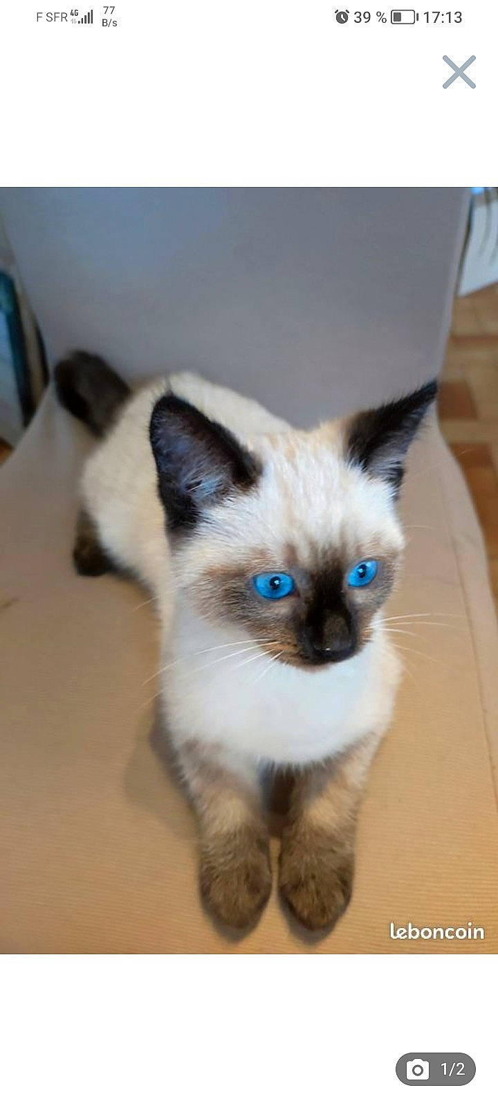 Taina a rejoint le concours — aidez-le/la à gagner de superbes lots ! carnivore, cat, felidae, fur, iris, siamese, small_to_medium_sized_cats, terrestrial_animal, whiskers