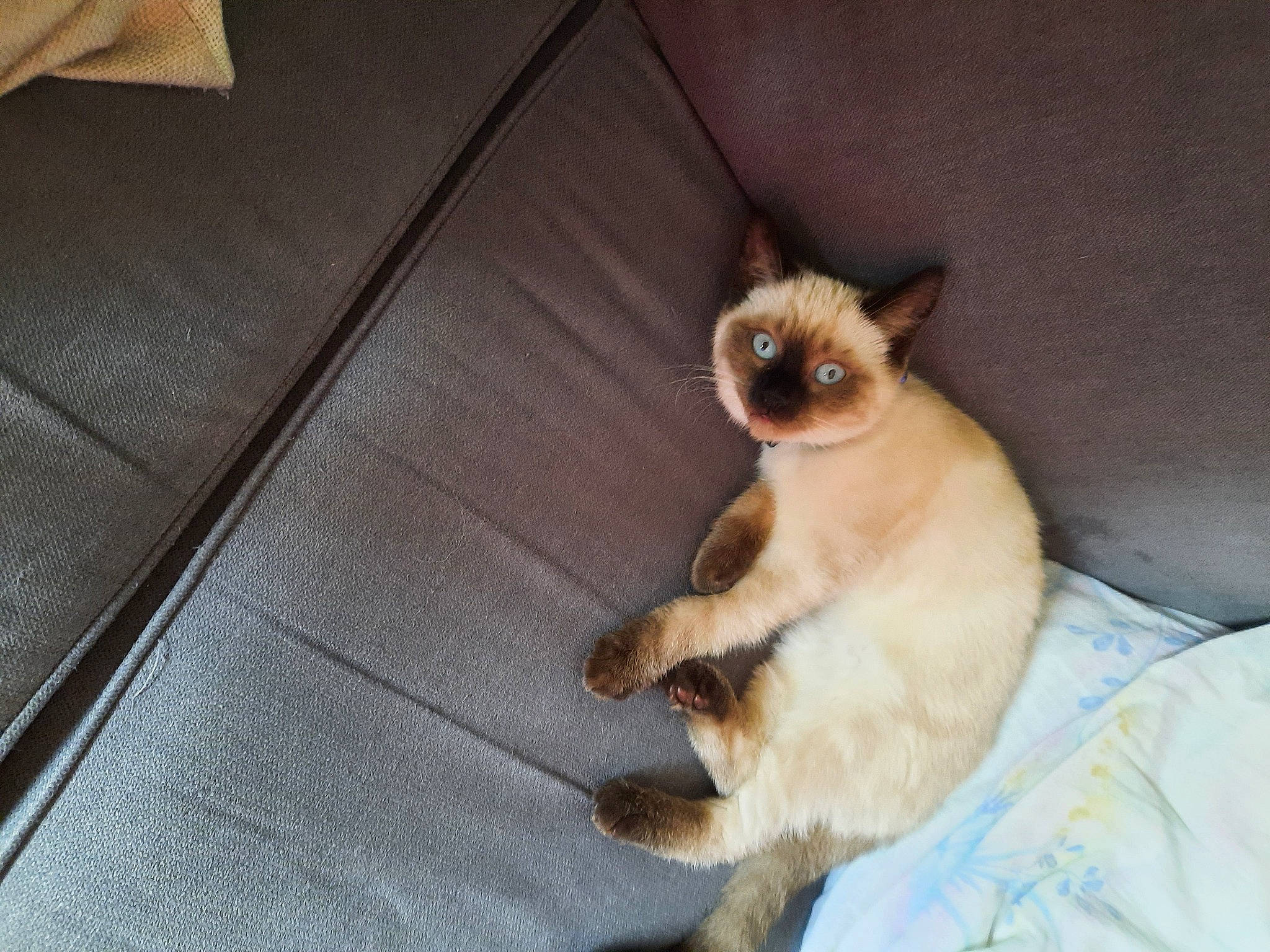 Taina participe au concours pour gagner de l'argent avec cette photo : balinese, canidae, carnivore, cat, comfort, companion_dog, dog_breed, fawn, felidae, fur, hardwood, paw, primate, siamese, small_to_medium_sized_cats, snout, tail, terrestrial_animal, whiskers, wood