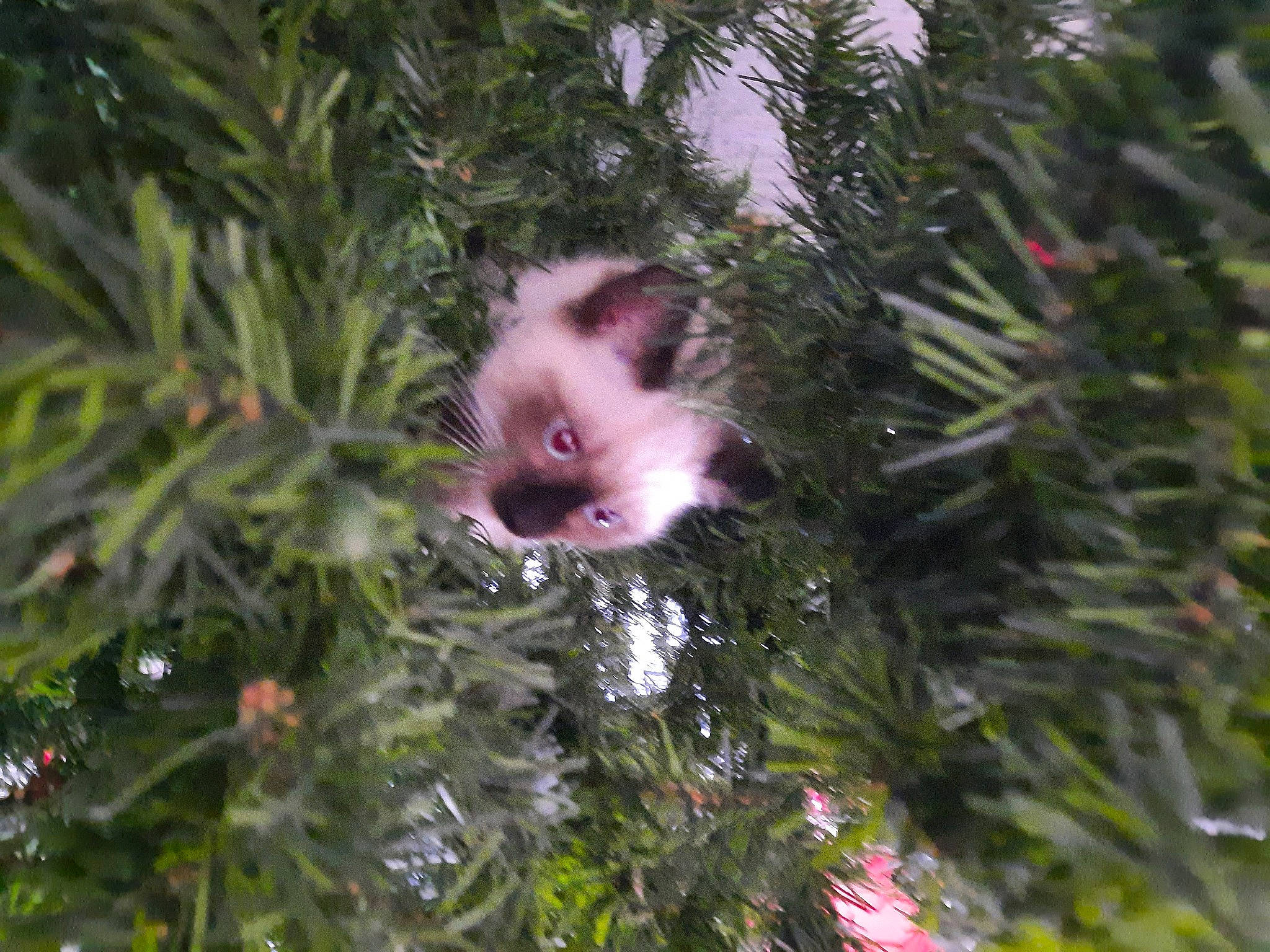 Taina a rejoint le concours — aidez-le/la à gagner de superbes lots ! conifer, event, evergreen, fir, flowering_plant, herb, jungle, magenta, palm_tree, pine, pine_family, plant, primate, subshrub, terrestrial_animal, terrestrial_plant, tree, twig, white_headed_capuchin, wildlife