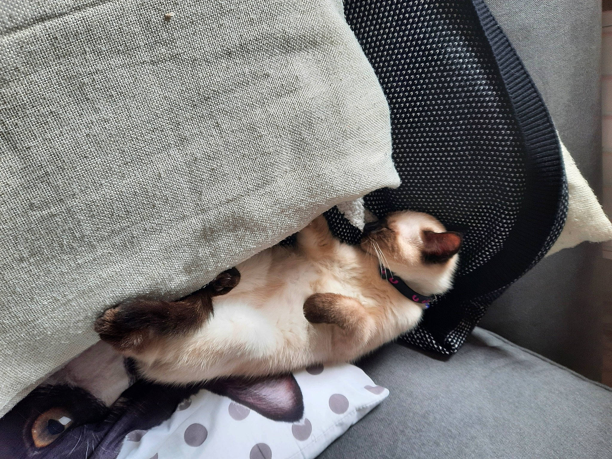 Taina a rejoint le concours — aidez-le/la à gagner de superbes lots ! canidae, carnivore, comfort, companion_dog, dog, dog_breed, fawn, felidae, foot, fur, grey, human_leg, linens, paw, siamese, small_to_medium_sized_cats, snout, sporting_group, tail, whiskers