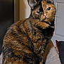animal, cat, closeup, companion, cozy, curious, domestic_cat, ears, eyes, feline, fur, home, indoor, pet, portrait, relaxed, sitting, soft_surface, tortoiseshell, whiskers
