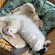 Flokinette a rejoint le concours — aidez-le/la à gagner de superbes lots ! cat, comfortable, cozy, cushion, cute, domestic_animal, feline, fluffy, furniture, house, indoor, pattern, pet, relaxed, resting, sleeping, sunlight, tail, white_cat, wicker_chair