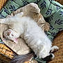 cat, comfortable, cozy, cushion, cute, domestic_animal, feline, fluffy, furniture, house, indoor, pattern, pet, relaxed, resting, sleeping, sunlight, tail, white_cat, wicker_chair