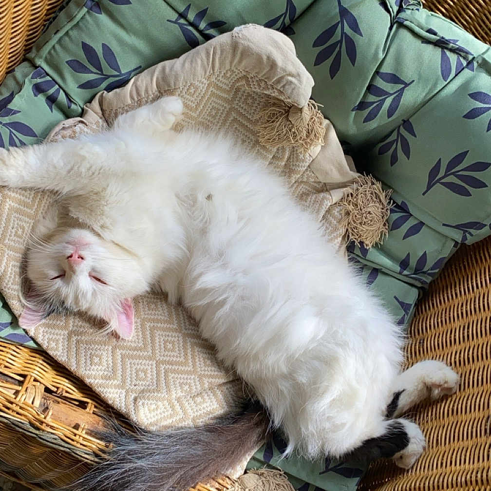 Flokinette a rejoint le concours — aidez-le/la à gagner de superbes lots ! cat, comfortable, cozy, cushion, cute, domestic_animal, feline, fluffy, furniture, house, indoor, pattern, pet, relaxed, resting, sleeping, sunlight, tail, white_cat, wicker_chair