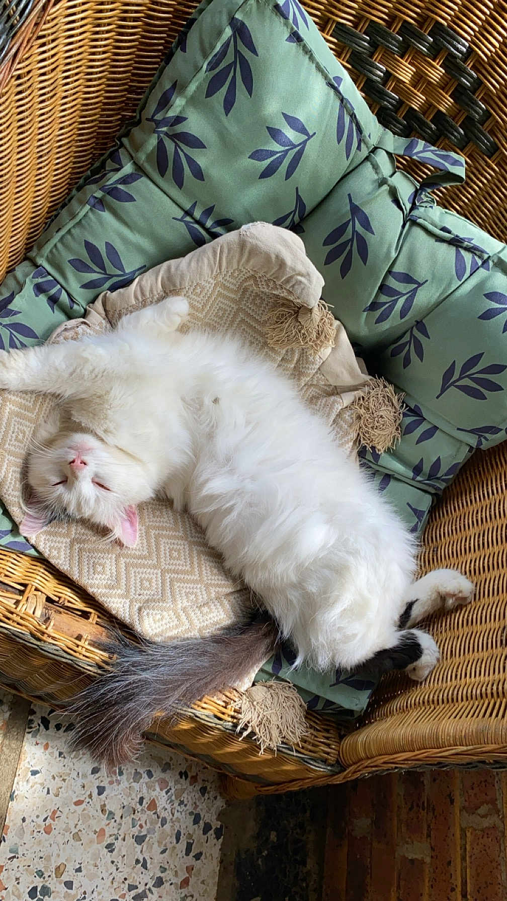 Flokinette a rejoint le concours — aidez-le/la à gagner de superbes lots ! cat, comfortable, cozy, cushion, cute, domestic_animal, feline, fluffy, furniture, house, indoor, pattern, pet, relaxed, resting, sleeping, sunlight, tail, white_cat, wicker_chair