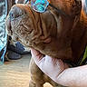 brown_fur, calm, closeup, comfort, cozy, cute, dog, domestic, floor, glasses, hand, indoor, large_dog, muzzle, pet, portrait, relaxed, resting, supporting_hand, wrinkles