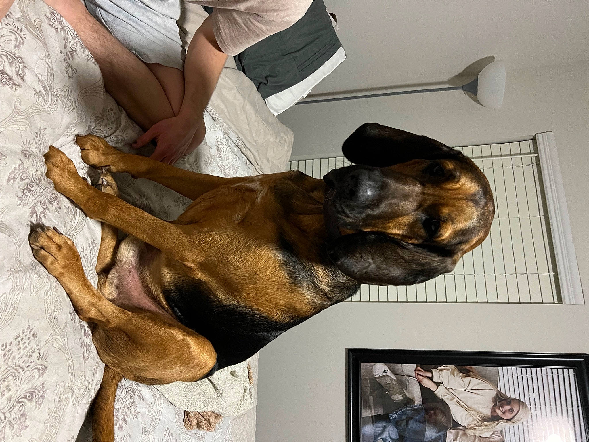 Elvis joined the competition — help win amazing prizes! art, canidae, carnivore, comfort, companion_dog, dog, dog_breed, elbow, fawn, foot, gesture, guard_dog, human_leg, liver, metal, picture_frame, snout, sporting_group, thigh, working_animal