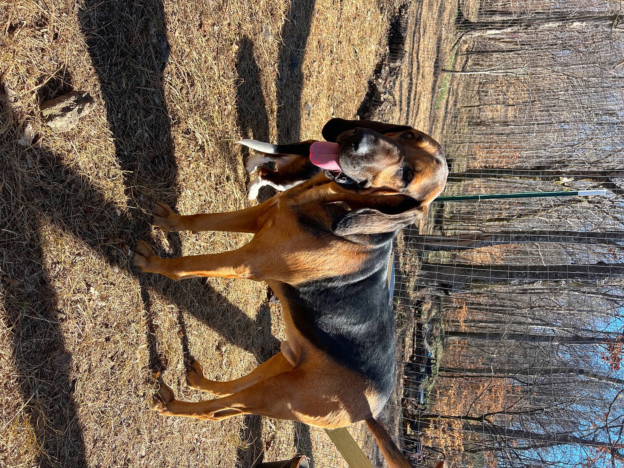 Elvis is registered to the contest to win money with this photo: canidae, carnivore, dog, dog_breed, fawn, landscape, pet_supply, shadow, snout, soil, sporting_group, sunlight, tail, tints_and_shades, tree, trunk, wildlife, wood, working_animal, working_dog