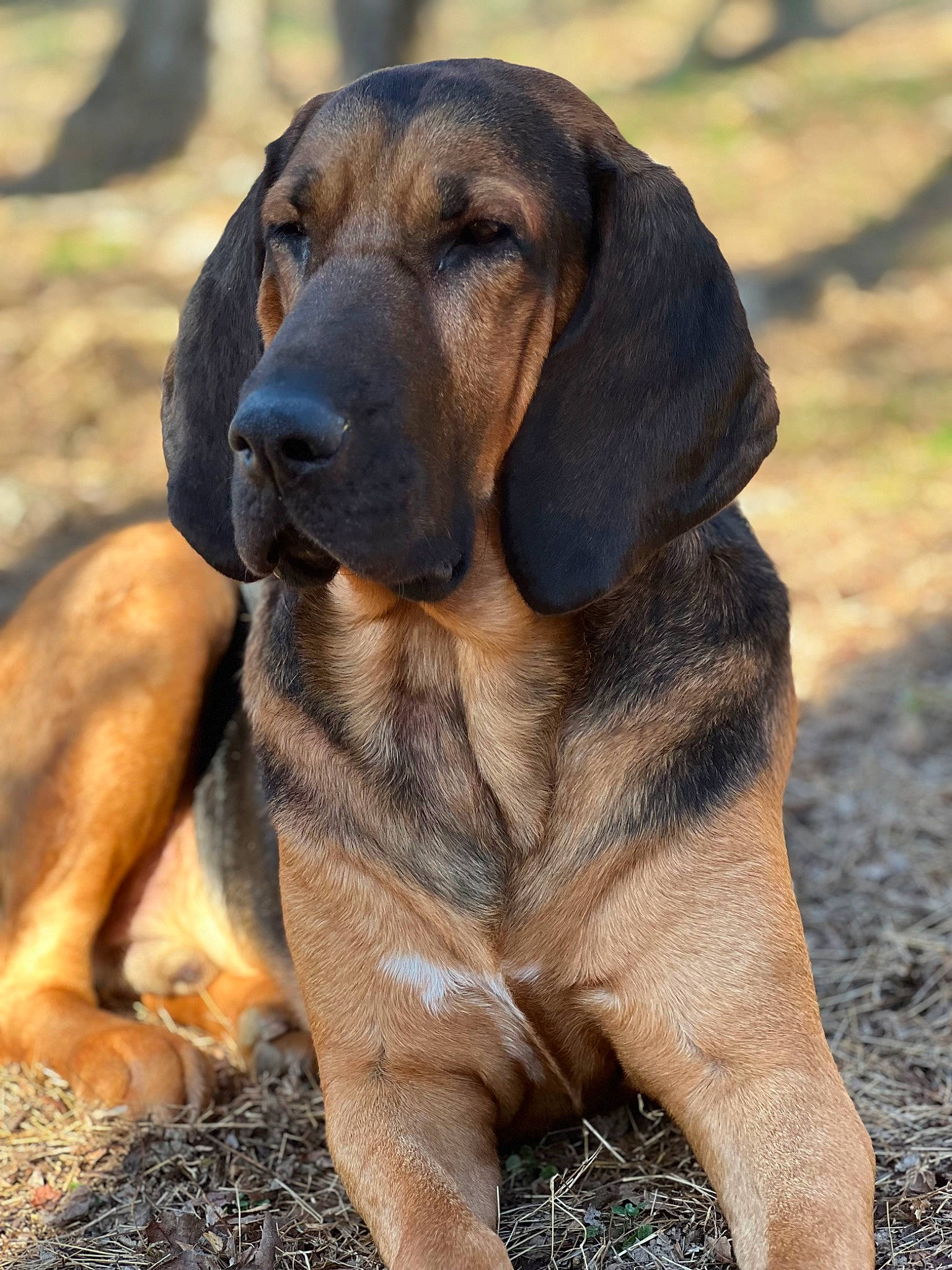 Elvis is registered to the contest to win money with this photo: canidae, carnivore, companion_dog, dog, dog_breed, fawn, grass, hound, hunting_dog, liver, paw, snout, sporting_group, terrestrial_animal, wildlife, working_animal, working_dog