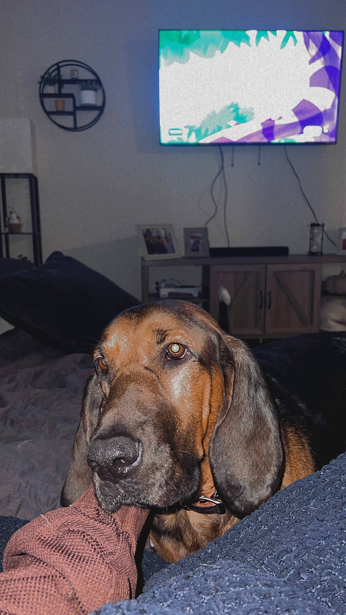 Elvis is registered to the contest to win money with this photo: canidae, carnivore, comfort, companion_dog, desk, display_device, dog, dog_breed, fawn, flooring, fur, head, liver, output_device, snout, sporting_group, table, television_set, whiskers, working_animal