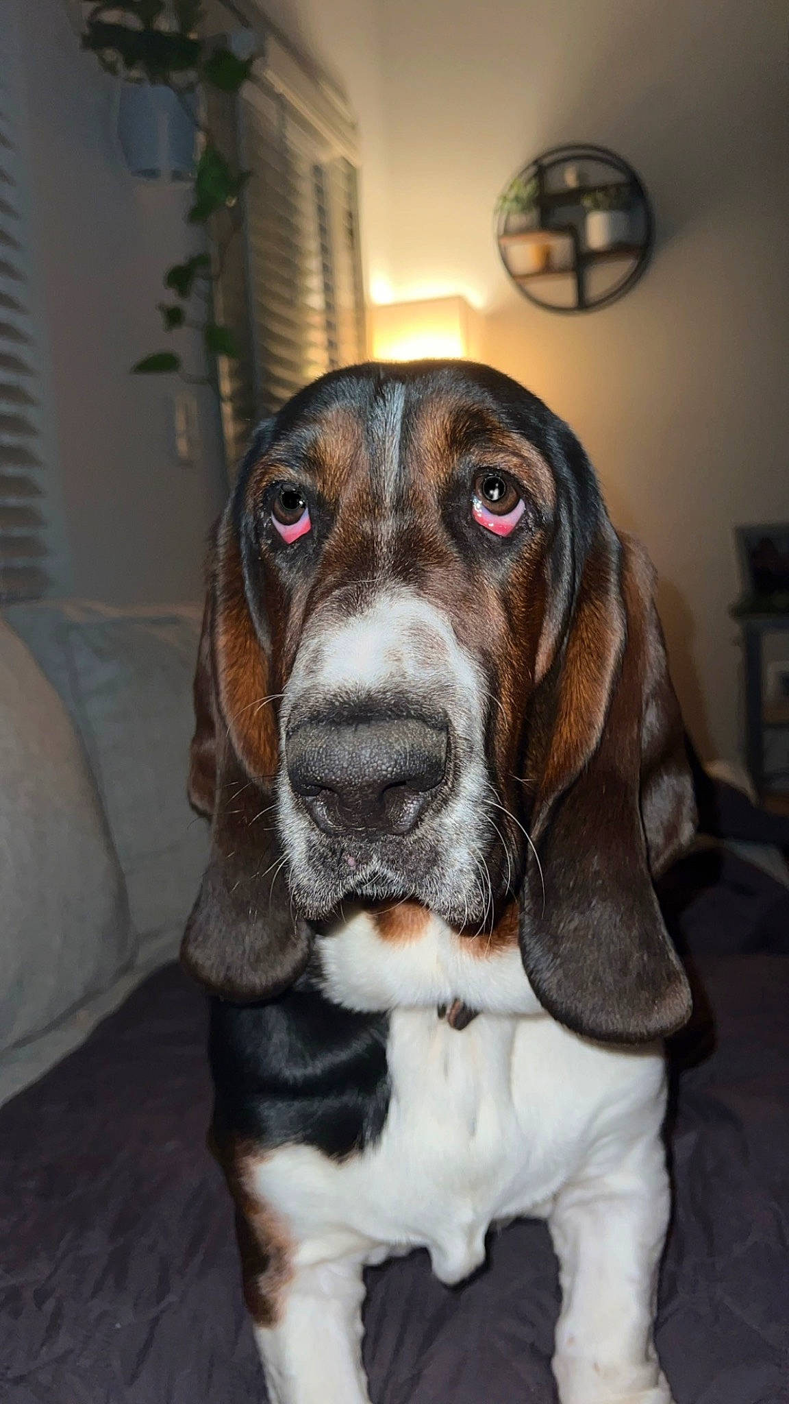 Patton joined the competition — help win amazing prizes! canidae, carnivore, companion_dog, dog, dog_breed, dog_supply, fur, hunting_dog, lamp, liver, metal, picture_frame, snout, sporting_group, whiskers, window_blind, working_animal