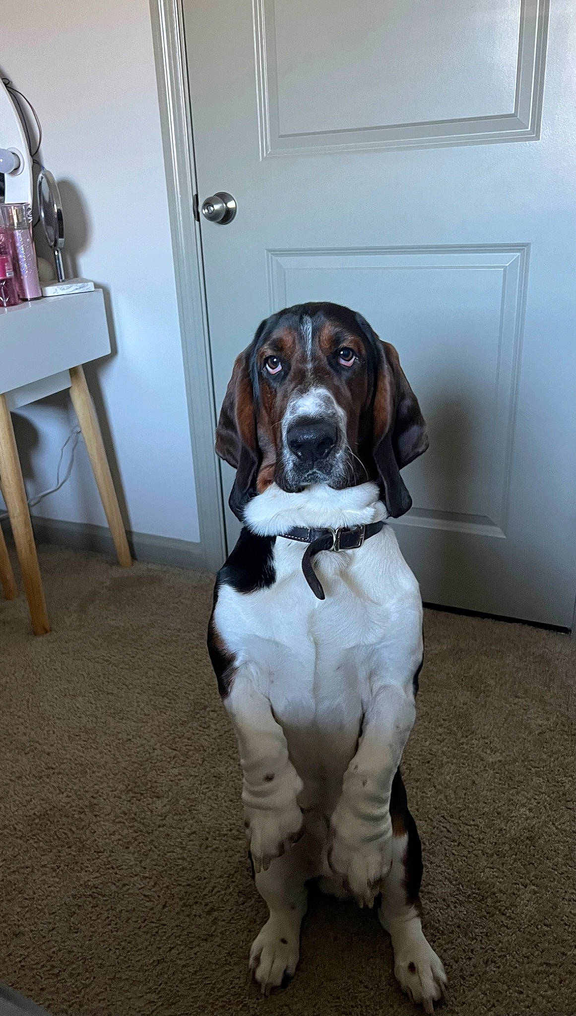 Patton is registered to the contest to win money with this photo: canidae, carnivore, collar, companion_dog, dog, dog_breed, dog_collar, dog_supply, door, fawn, flooring, fur, gun_dog, hardwood, liver, snout, sporting_group, tail, working_animal, working_dog