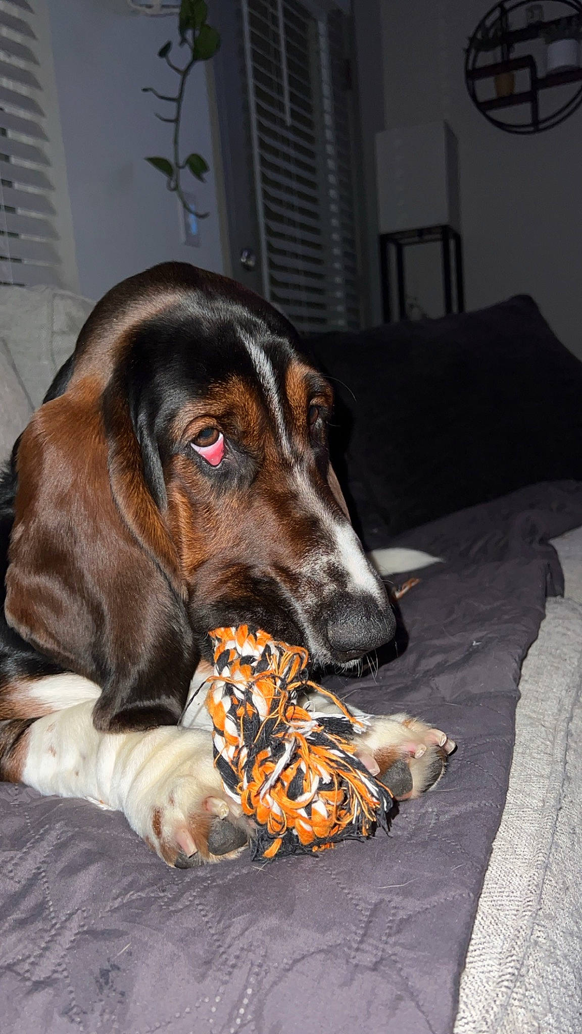 Patton joined the competition — help win amazing prizes! canidae, carnivore, collar, comfort, companion_dog, couch, dog, dog_breed, dog_supply, fawn, flooring, fur, hound, liver, paw, pet_supply, scent_hound, sporting_group, whiskers, working_animal